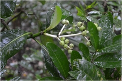 Psychotria dalzellii